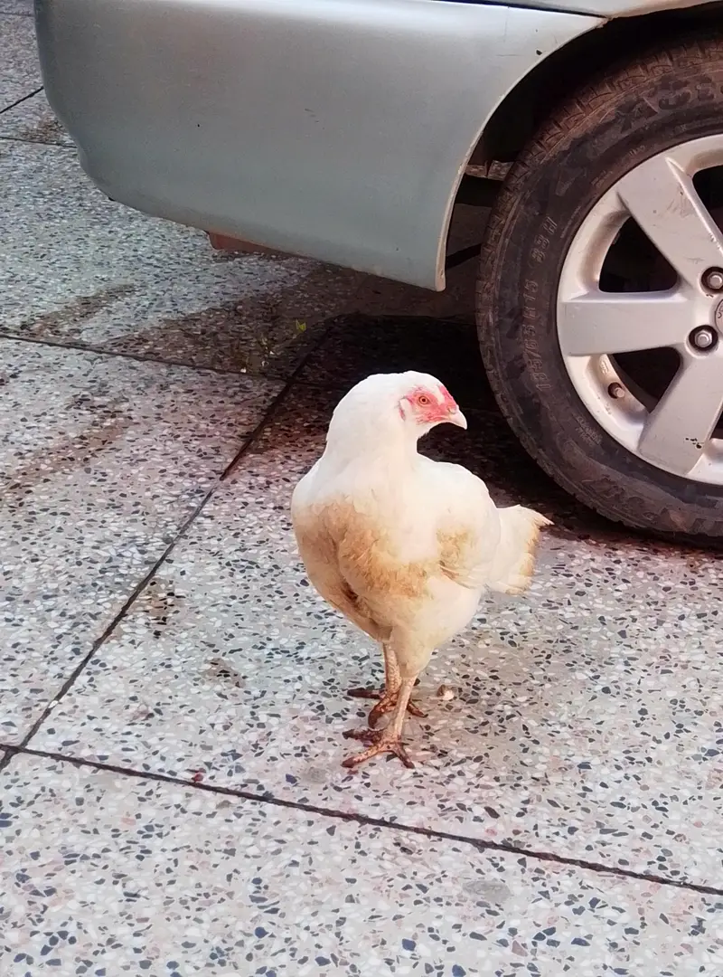 white aseel heera — photo 3