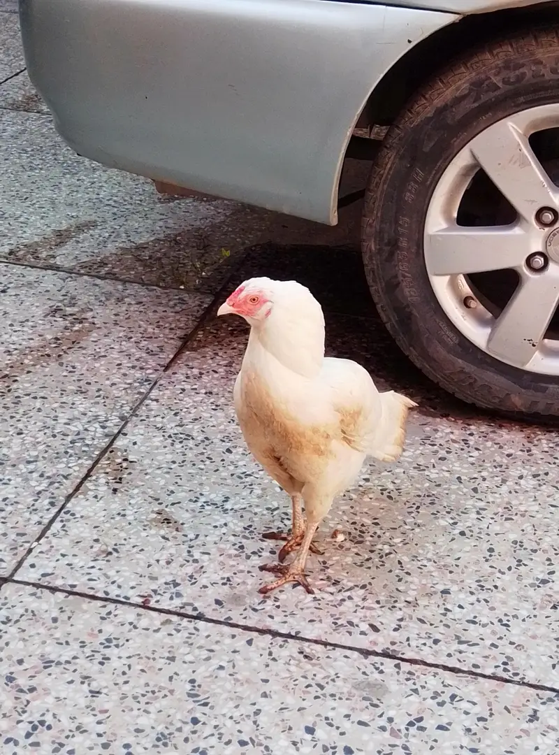 white aseel heera — photo 5