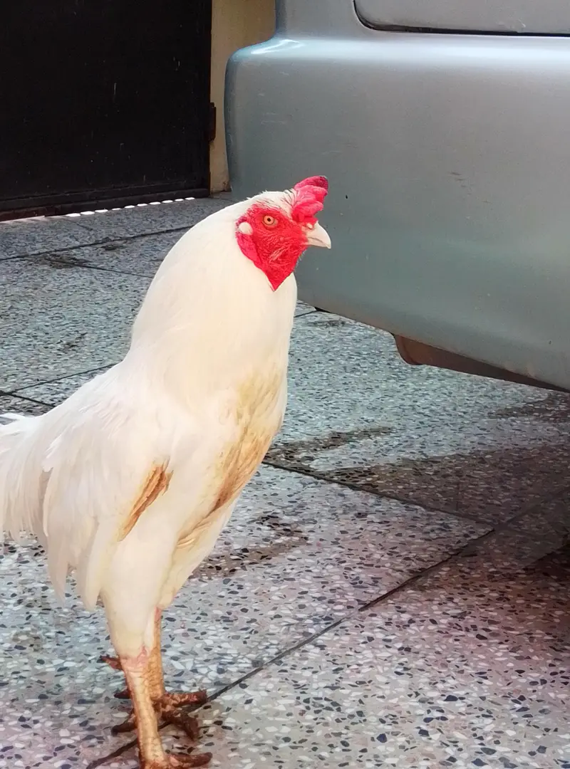 white aseel heera — photo 6