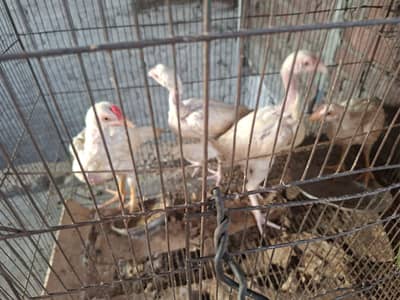 Heera chicks