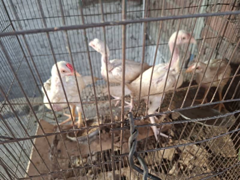 Heera chicks 0