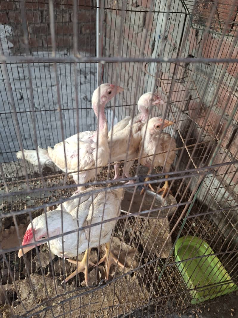 Heera chicks 1