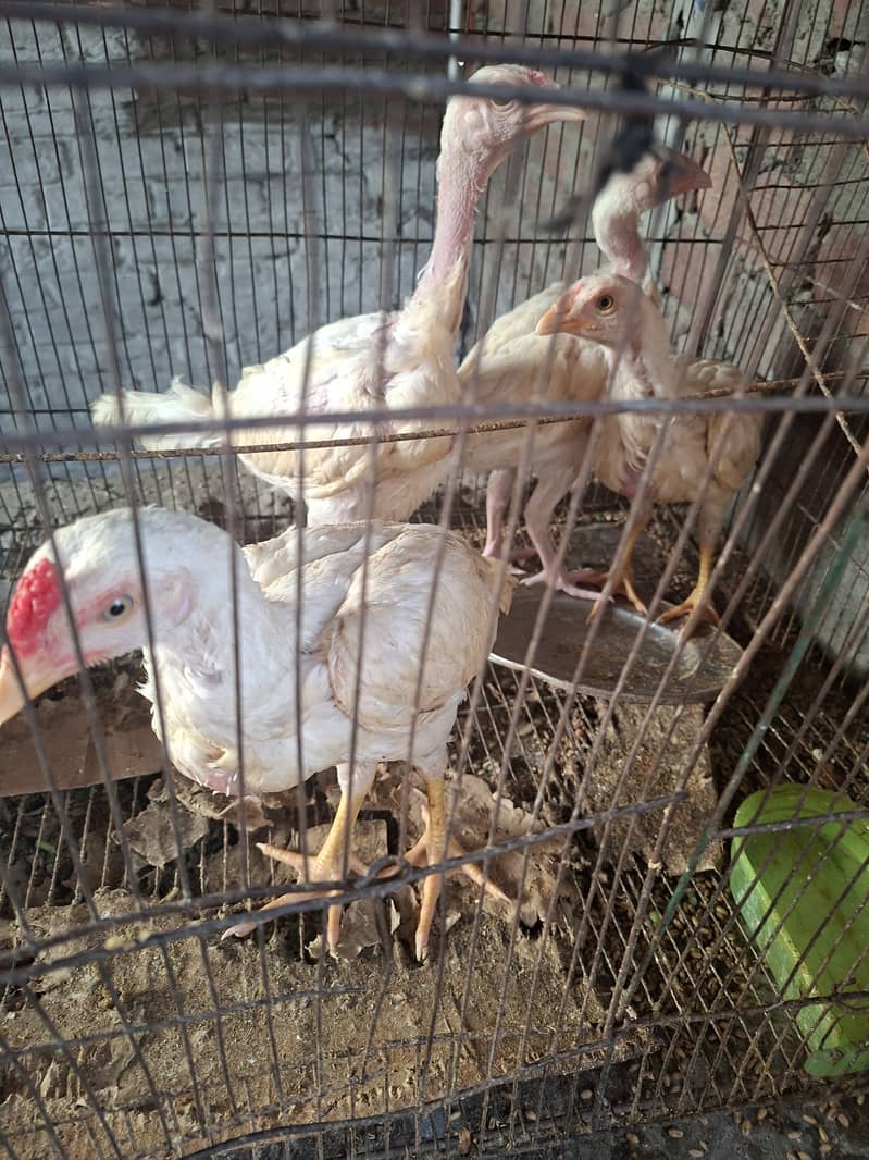 Heera chicks 2