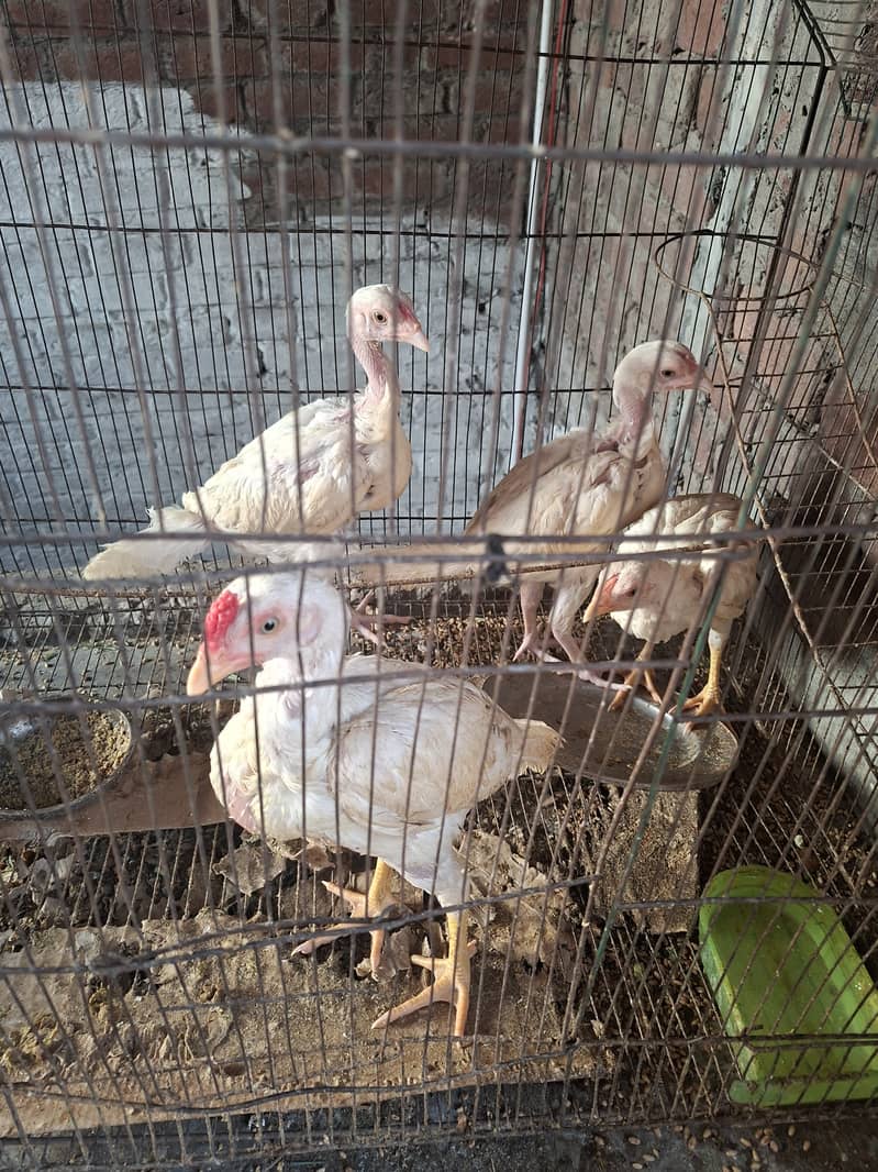 Heera chicks 3