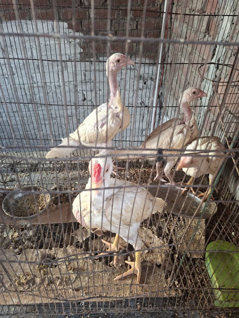 Heera chicks 4