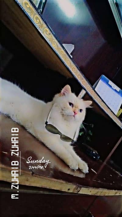 Male Cat Available For Stud