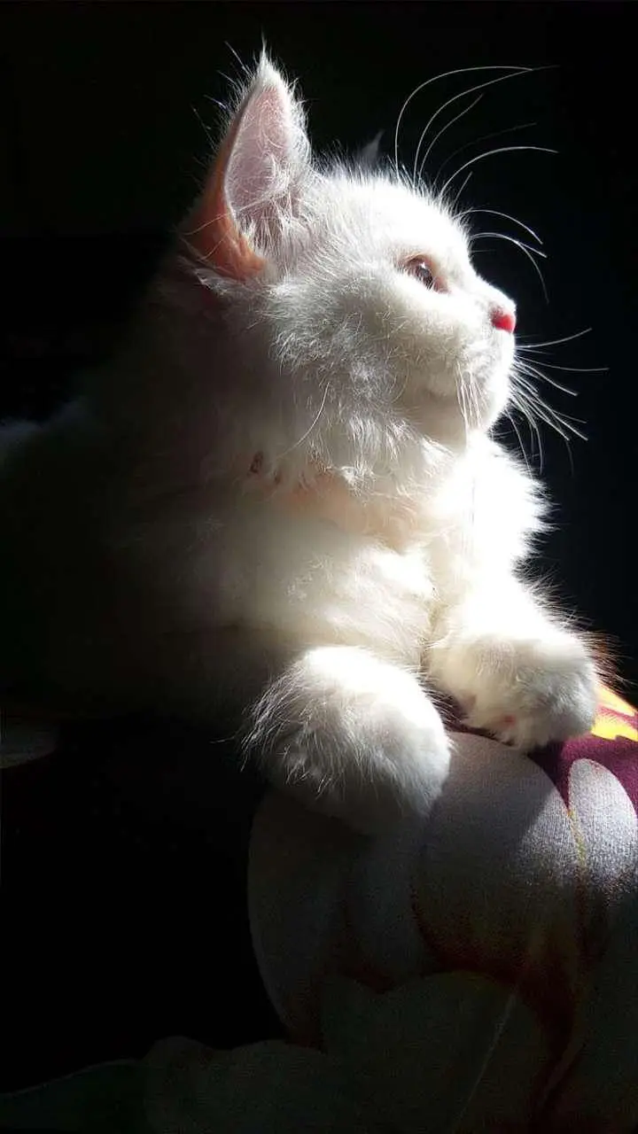 Male Cat Available For Stud — photo 2