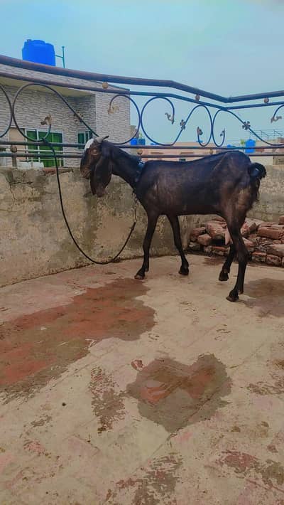 Pure desi Bakri 1 kg doodh cross b Hwi h