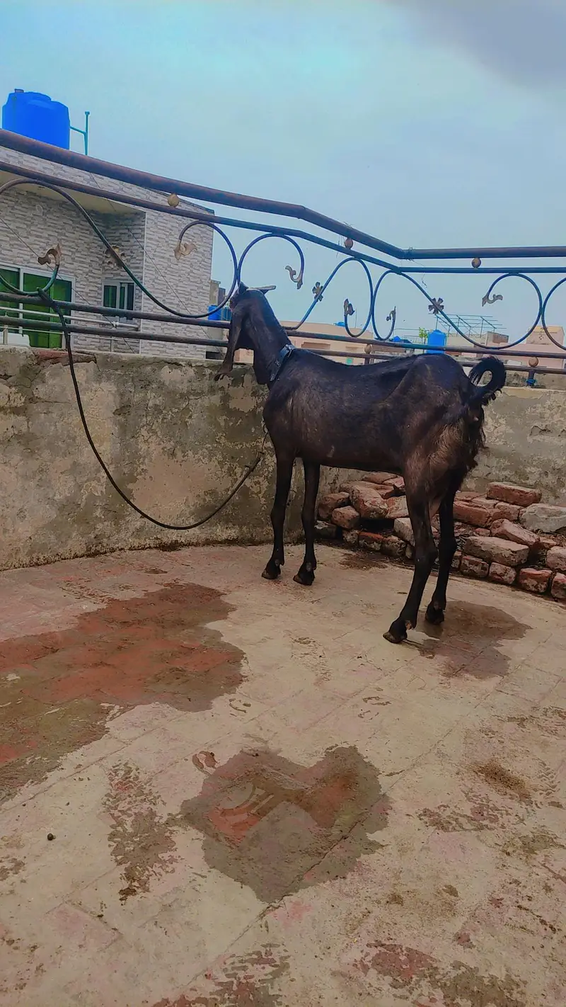 Pure desi Bakri 1 kg doodh cross b Hwi h — photo 2