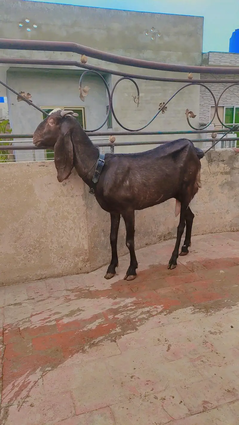 Pure desi Bakri 1 kg doodh cross b Hwi h — photo 3