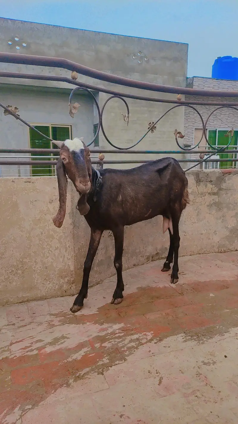 Pure desi Bakri 1 kg doodh cross b Hwi h — photo 4