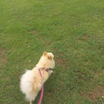 Pomeranian ( German Spitz )