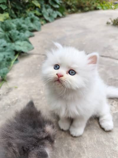 Persian kittens triple coats