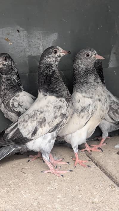 6 High flyer Cross Breedbabies