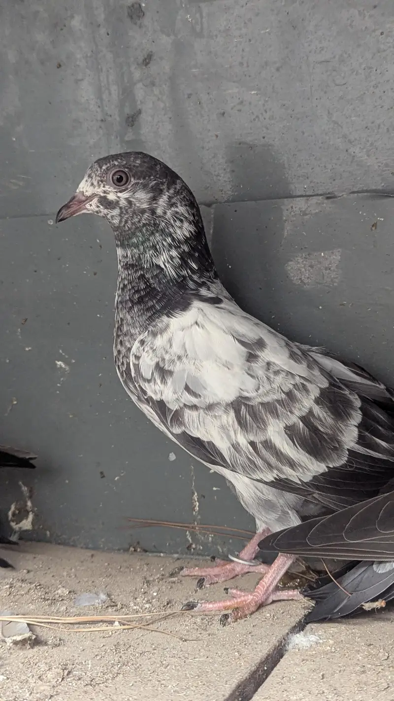 6 High flyer Cross Breedbabies — photo 2