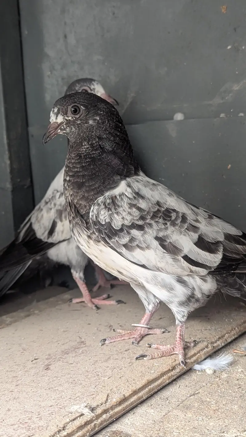 6 High flyer Cross Breedbabies — photo 4