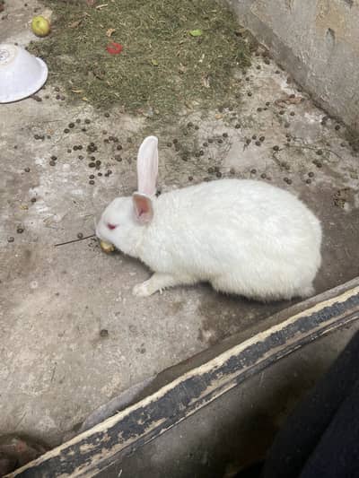 Rabbit pair