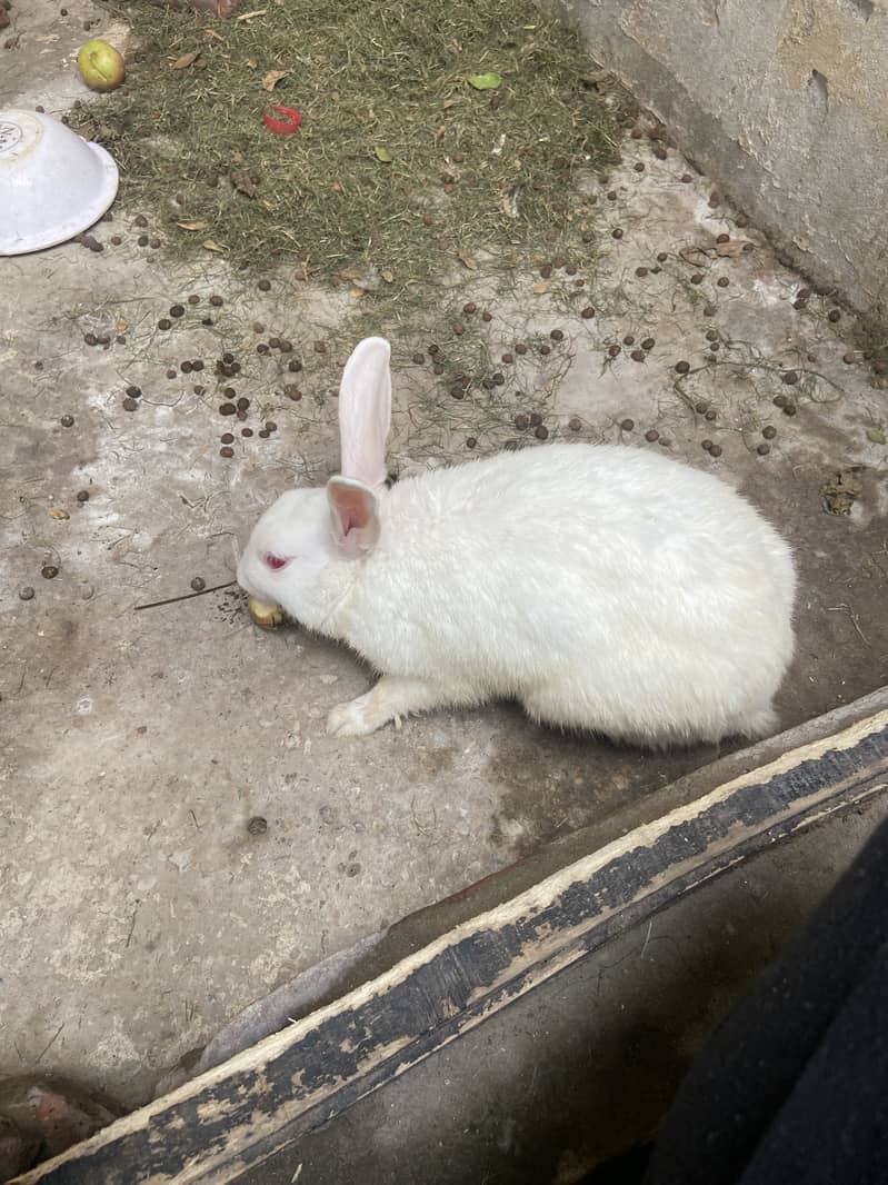Rabbit pair 0
