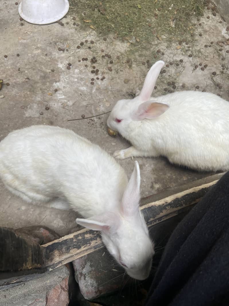 Rabbit pair 1
