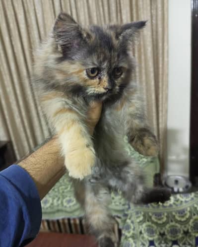 Persian triple coat kitten brown