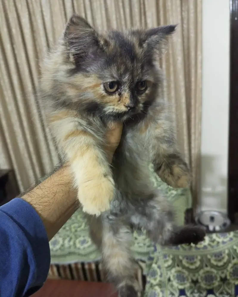 Persian triple coat kittens. — photo 5