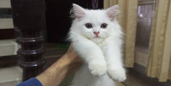 Persian triple coat kittens.