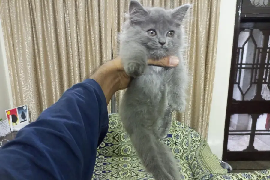 Persian triple coat kittens. — photo 6