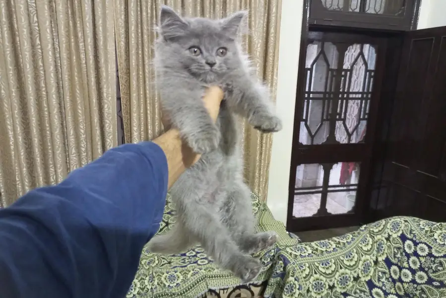Persian triple coat kittens. — photo 7