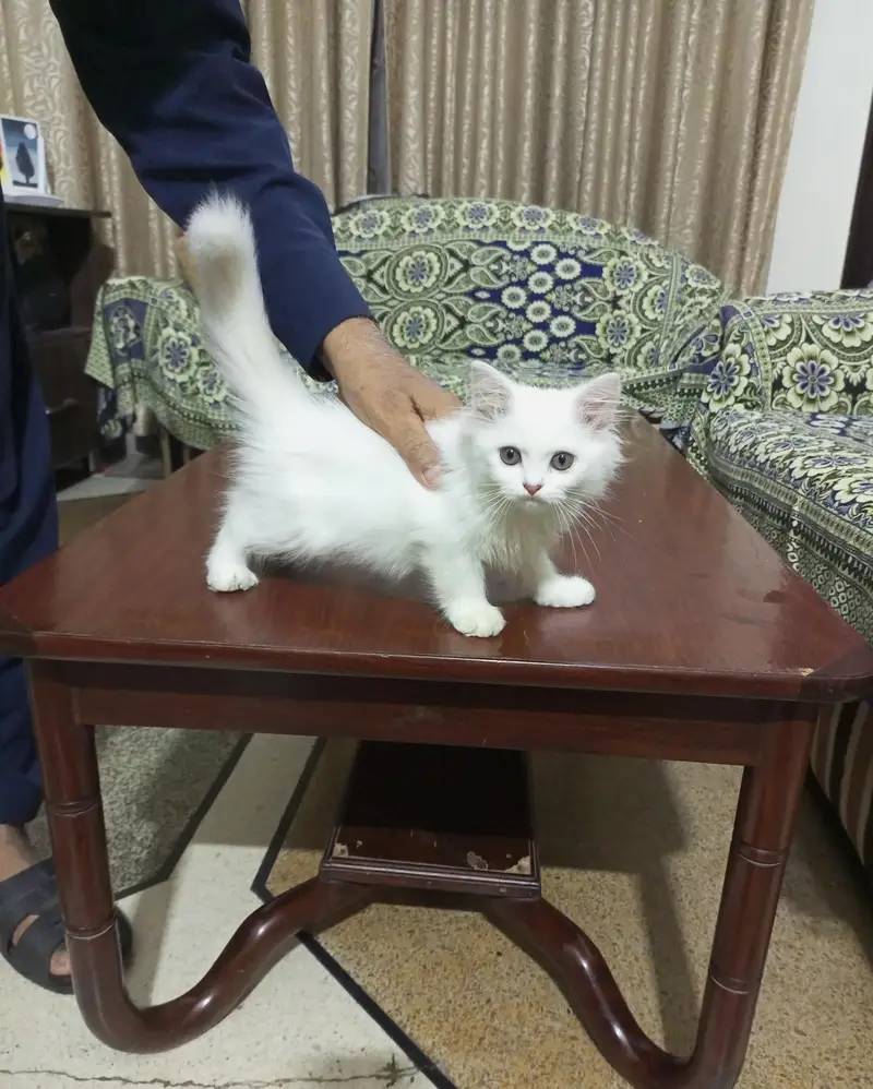 Persian triple coat kittens. — photo 3