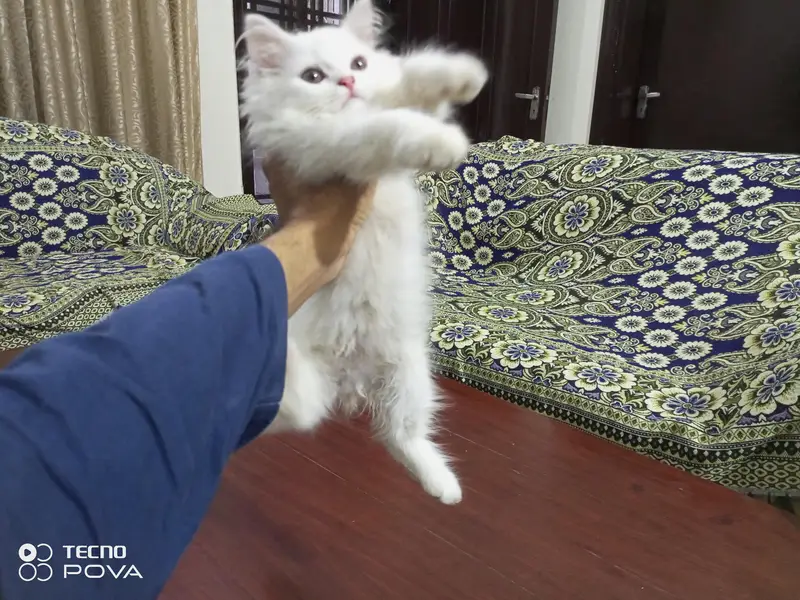 Persian triple coat kittens. — photo 4