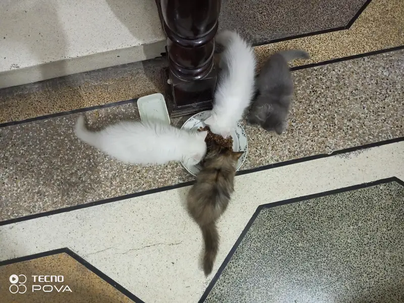 Persian triple coat kittens. — photo 8