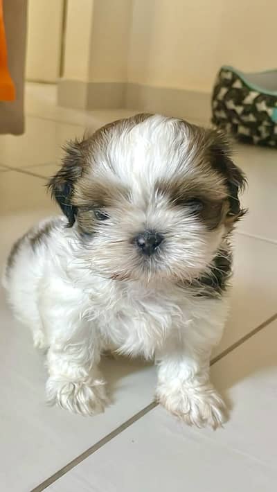 Female shihtzu puppy available pee poop trained