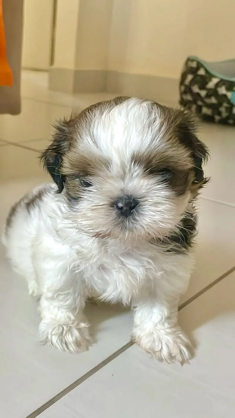 Female shihtzu puppy available pee poop trained — photo 2