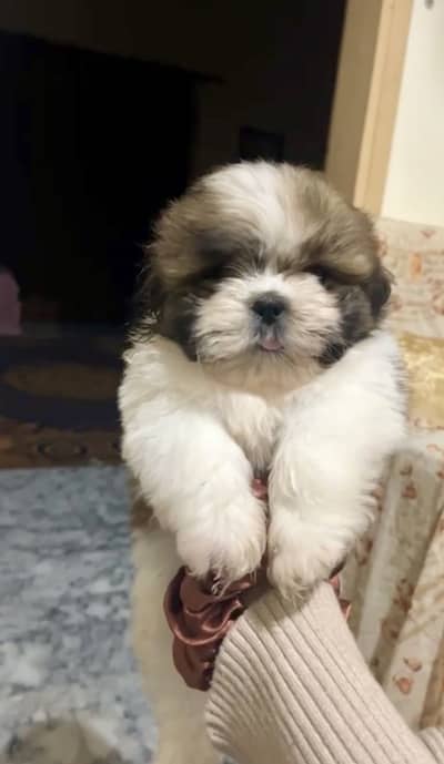 Female shihtzu puppy available pee poop trained