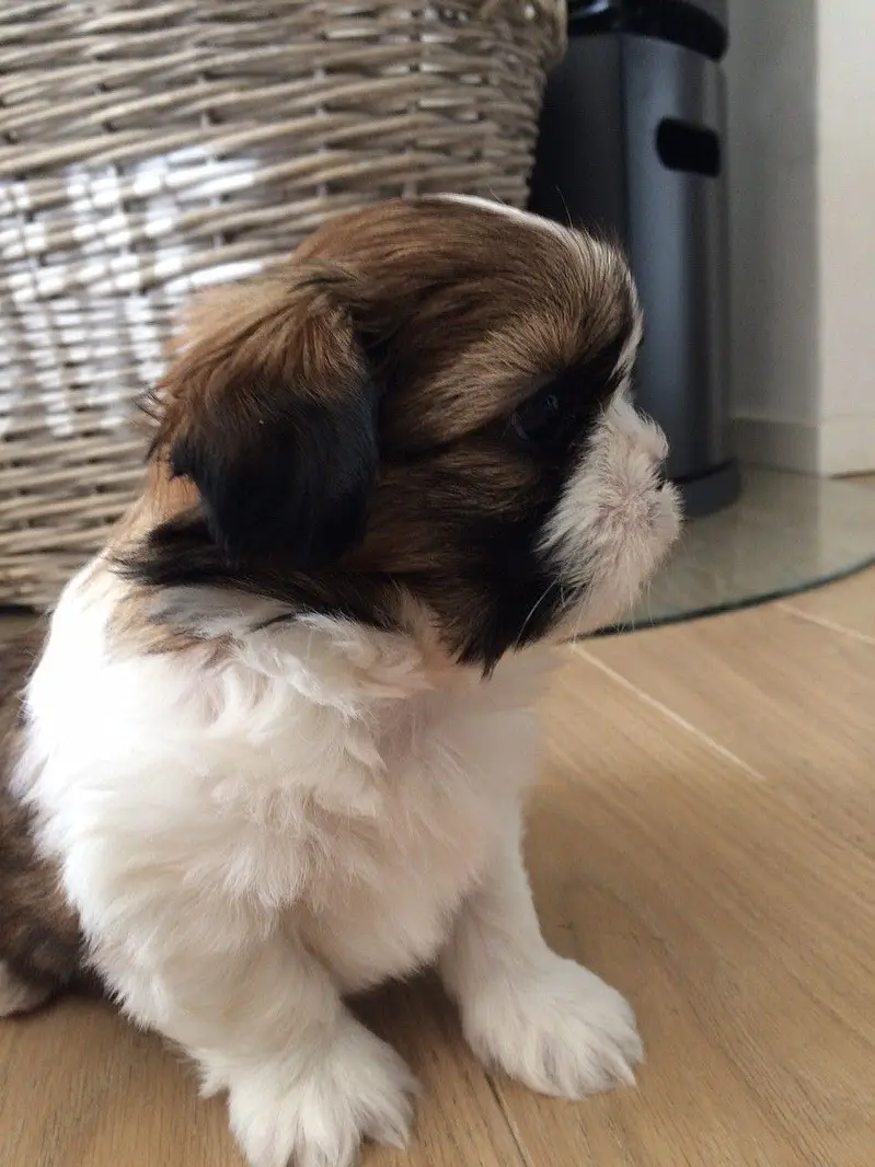 Female shihtzu puppy available pee poop trained — photo 3