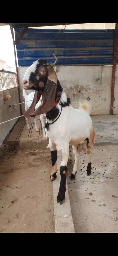 Bissar breeder bakra top quality