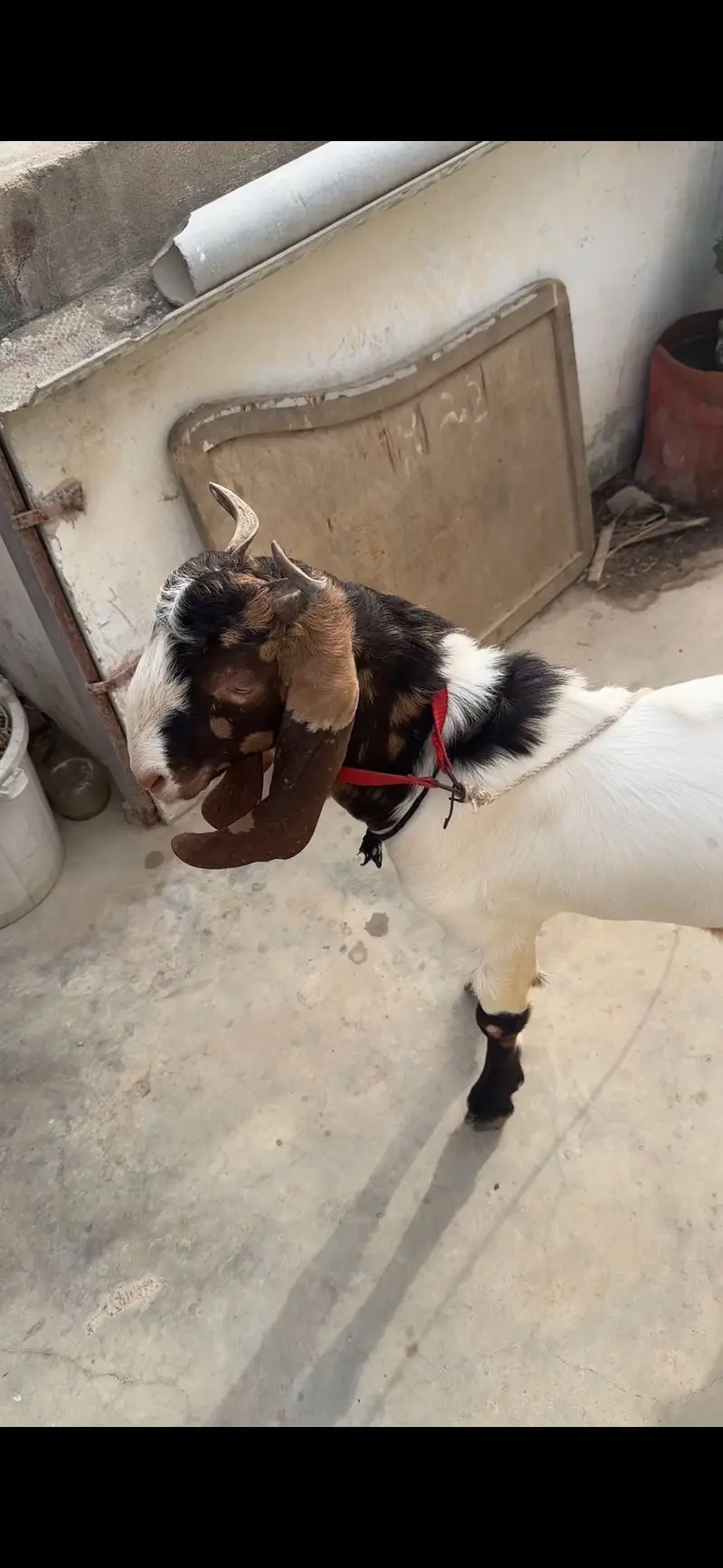 Bissar breeder bakra top quality — photo 2