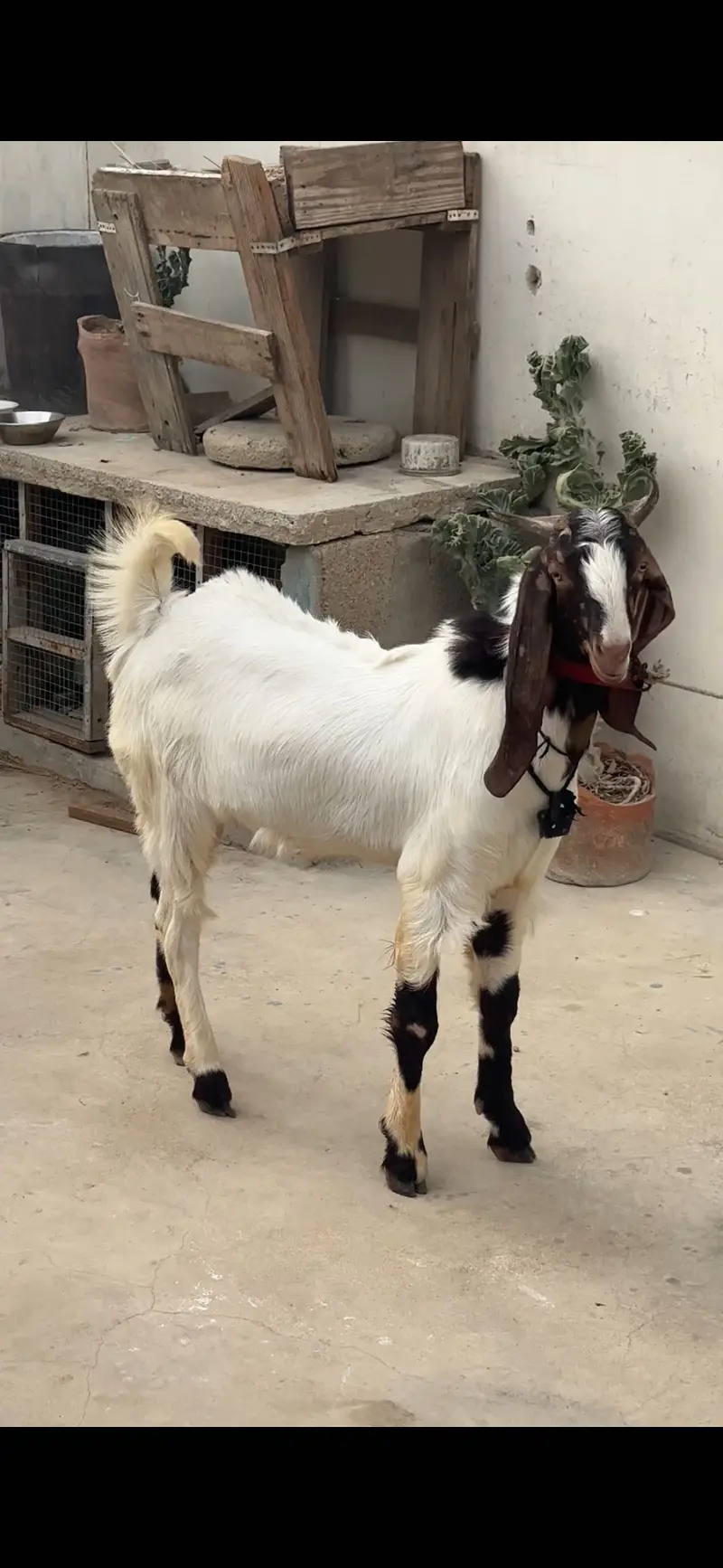 Bissar breeder bakra top quality — photo 3