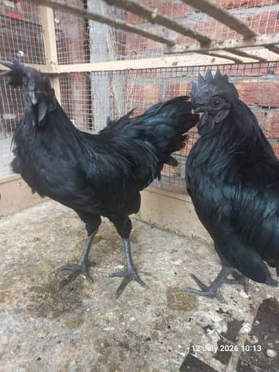 Ayam Cemani Breader pairs, pathy, pathian