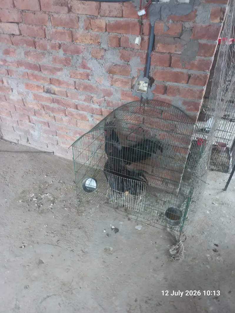 Ayam Cemani Breader pairs, pathy, pathian — photo 2