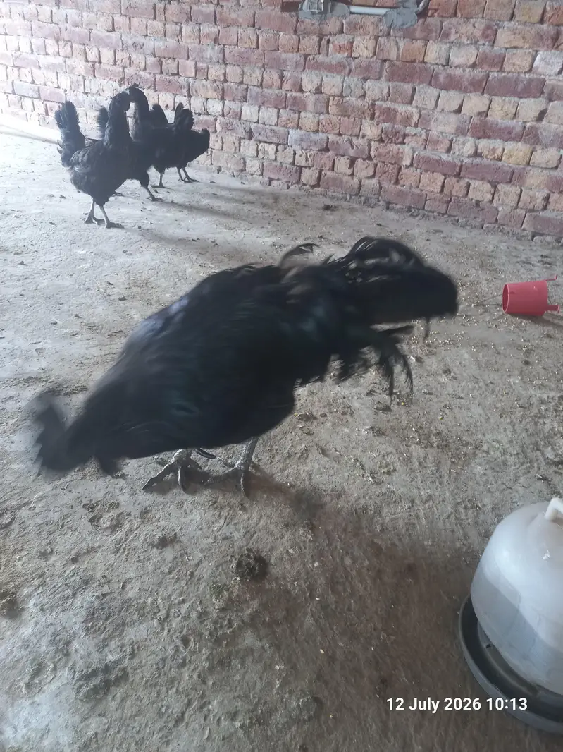 Ayam Cemani Breader pairs, pathy, pathian — photo 3