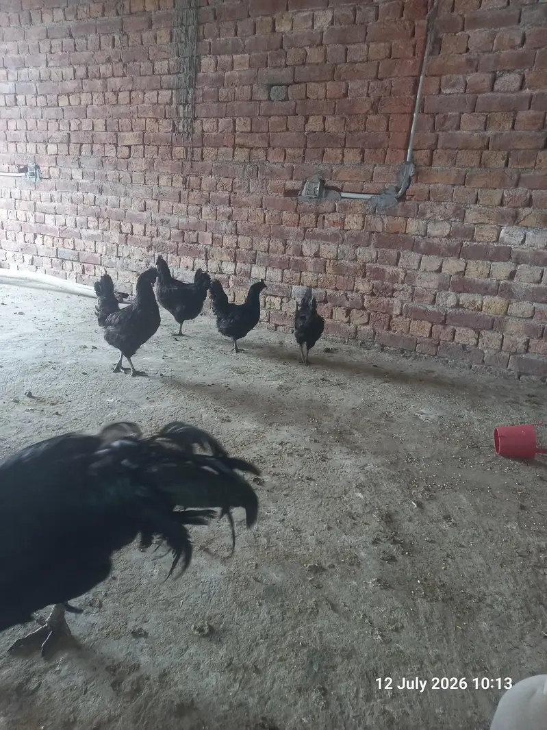 Ayam Cemani Breader pairs, pathy, pathian — photo 4