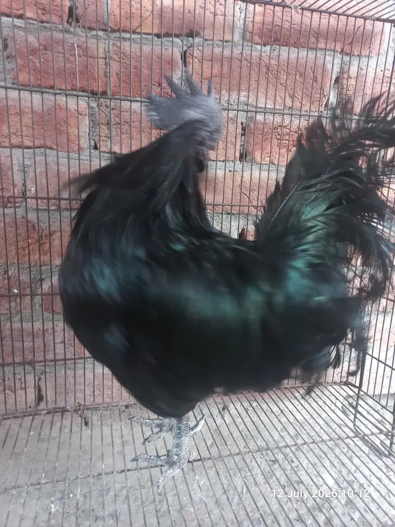 Ayam Cemani Breader pairs, pathy, pathian — photo 5