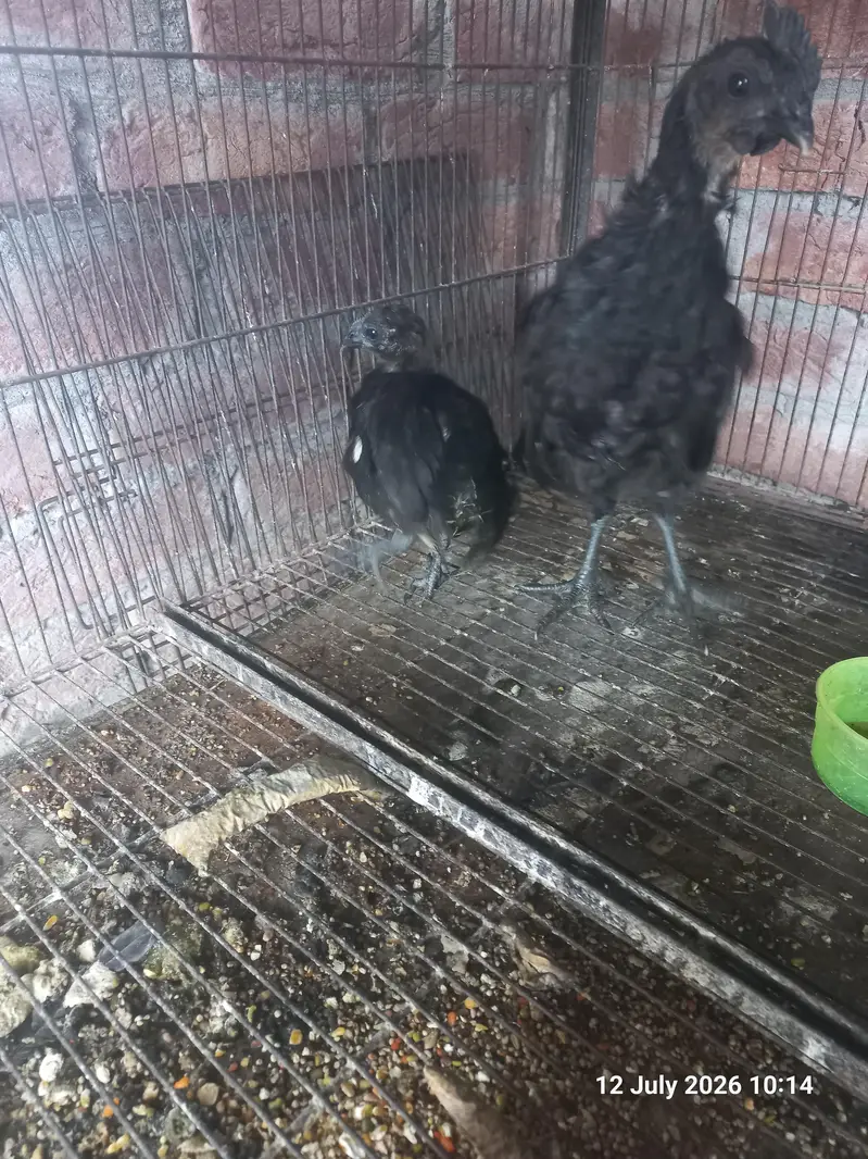 Ayam Cemani Breader pairs, pathy, pathian — photo 6
