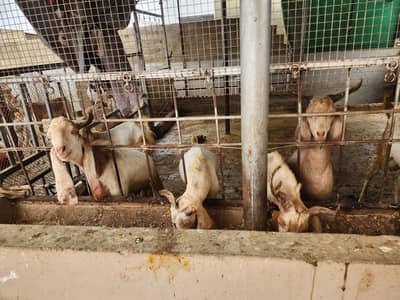 bakra andu