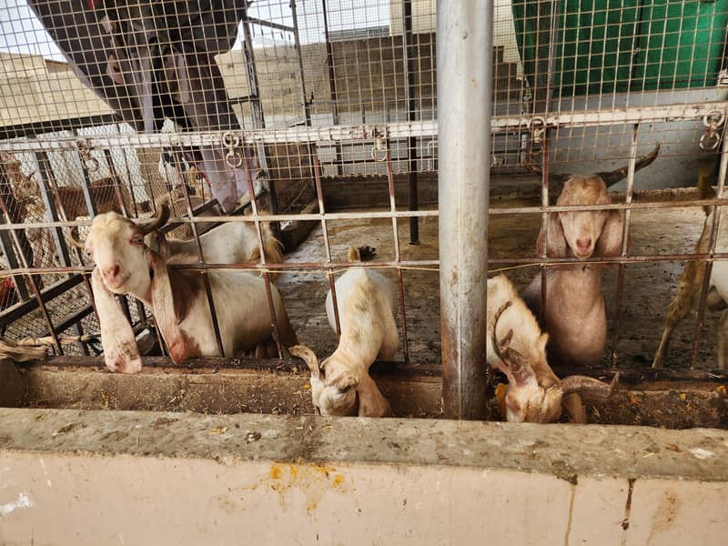 bakra andu 0