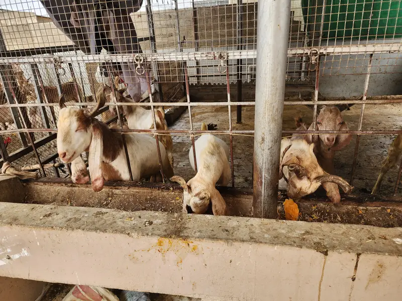 bakra andu — photo 2
