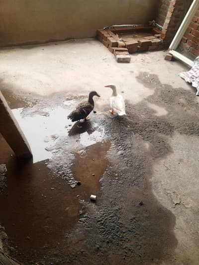 duck pair available