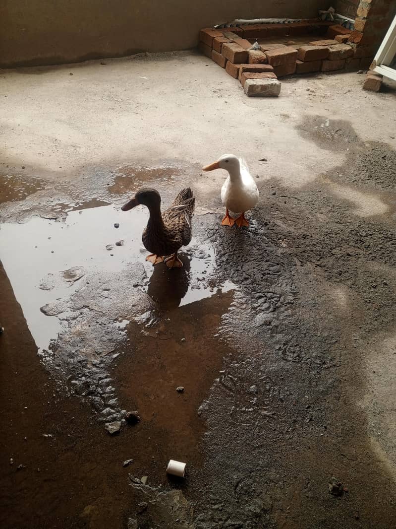 duck pair available 1