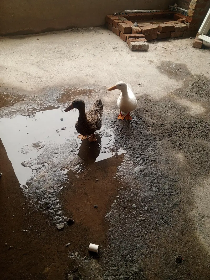 duck pair available — photo 2